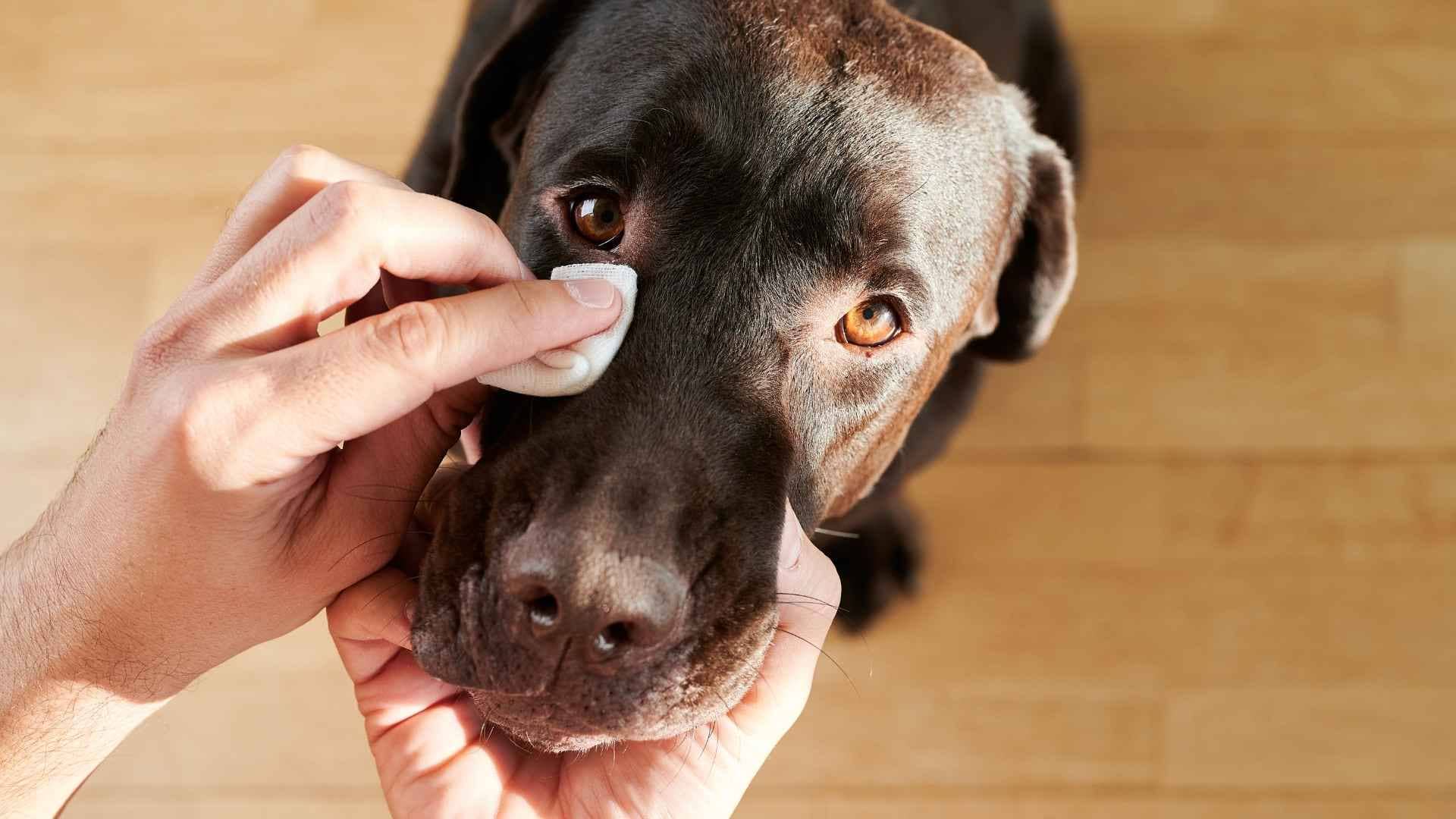 legañas en los ojos de los perros